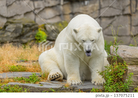Polar bear sitting on rocky terrain surrounded by grass and greenery Polar bear sitting on rocky terrain surrounded by grass and greenery 137075211