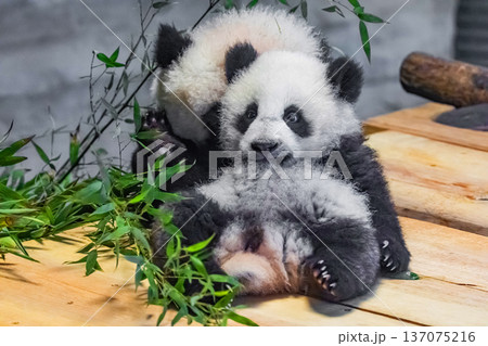 two sweet cubs Giant Pandas Playful and adorable at a zoo 137075216