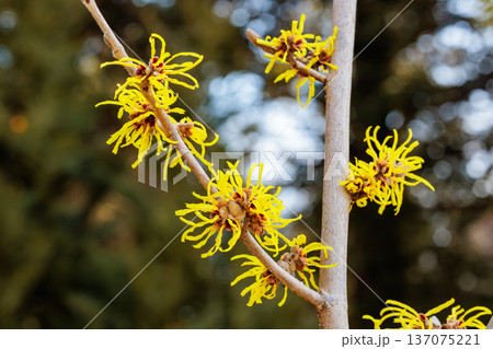 早春に咲く黄色い花のマンサク ウィズレースプリーム 137075221