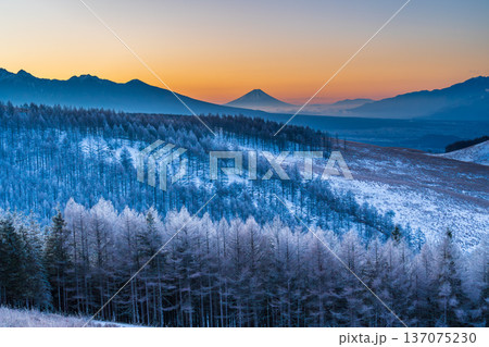 厳冬の霧ヶ峰ビーナスラインから霧氷の木々と夜明けの富士山 137075230