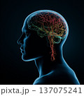 脳みそ　頭脳　ブレーン 137075241