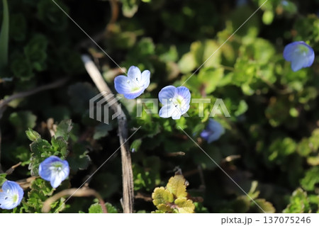 冬の道端に咲く青いオオイヌノフグリの花 137075246