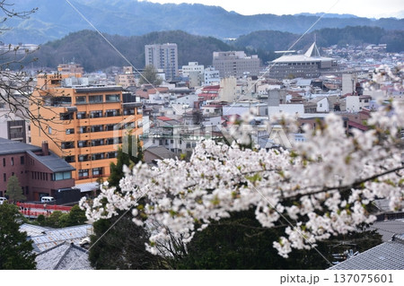 日本の岐阜県の高山市 中心部の中橋方面の美しい町並み 満開の桜と宮川と新旧の家 城山公園から見た眺め 日本の岐阜県の高山市 中心部の中橋方面の美しい町並み 満開の桜と宮川と新旧の家 城山公園から見た眺め 137075601