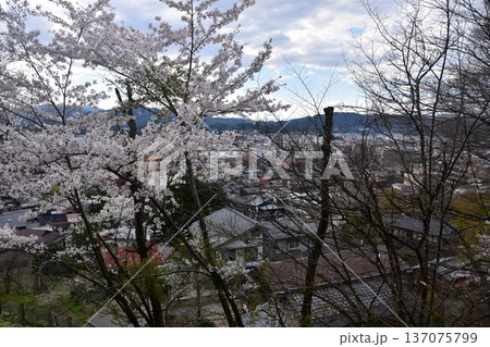日本の岐阜県の高山市　中心部の中橋方面の美しい町並み　満開の桜と宮川と新旧の家　城山公園から見た眺め 137075799