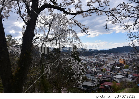 日本の岐阜県の高山市 中心部の中橋方面の美しい町並み 満開の桜と宮川と新旧の家 城山公園から見た眺め 日本の岐阜県の高山市 中心部の中橋方面の美しい町並み 満開の桜と宮川と新旧の家 城山公園から見た眺め 137075815