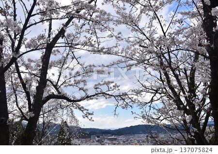 日本の岐阜県の高山市 中心部の中橋方面の美しい町並み 満開の桜と宮川と新旧の家 城山公園から見た眺め 日本の岐阜県の高山市 中心部の中橋方面の美しい町並み 満開の桜と宮川と新旧の家 城山公園から見た眺め 137075824