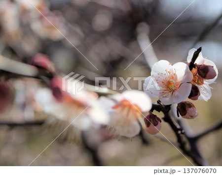 晴れた2月に美しく咲いた紅梅「柳川枝垂(ヤナガワシダレ)」 晴れた2月に美しく咲いた紅梅「柳川枝垂(ヤナガワシダレ)」 137076070