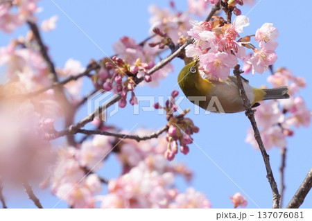 河津桜の蜜を吸うメジロと青空 春の風景 河津桜の蜜を吸うメジロと青空 春の風景 137076081