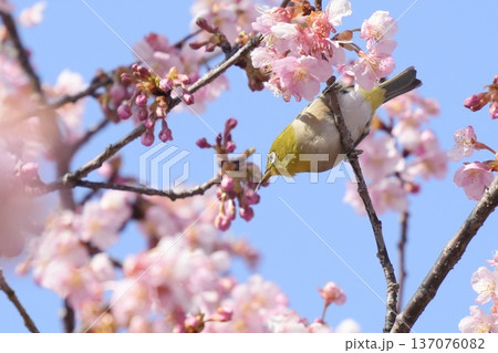 河津桜の枝にとまるかっこいいメジロと青空 春の風景 河津桜の枝にとまるかっこいいメジロと青空 春の風景 137076082