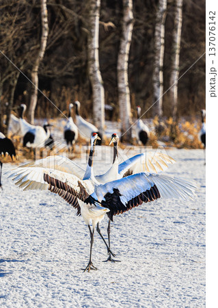 白銀の大地で舞うタンチョウの優雅な瞬間 137076142