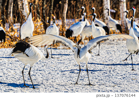 鶴居村の冬景色　雪原に舞い降りるタンチョウの求愛ダンス 137076144