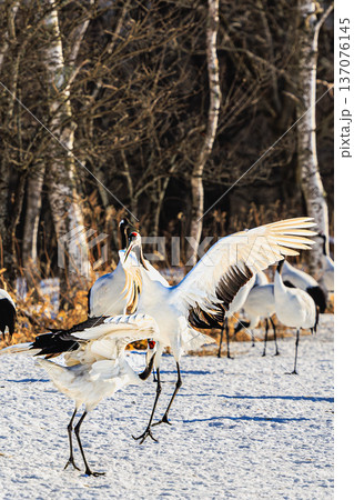 冬の鶴居村、舞い踊るタンチョウの群れと自然の美 137076145