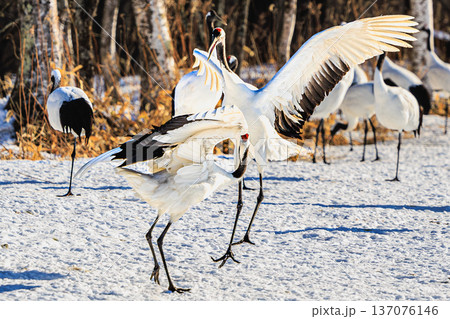 冬の朝、雪原で舞うタンチョウの美しい羽ばたき 137076146