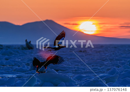Drift ice and Steller’s sea eagle at sunrise in Sh 137076148