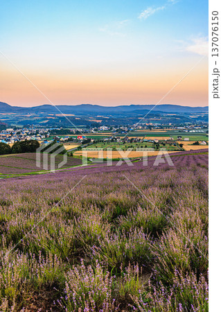 上富良野・日の出公園の朝焼けとラベンダーの丘 137076150