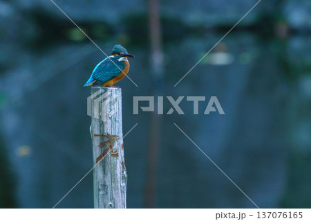東京都内で見られるカワセミ 　美しい野鳥 137076165