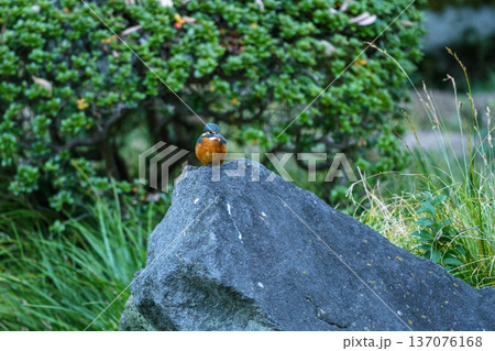 東京都内で見られるカワセミ 　美しい野鳥 137076168