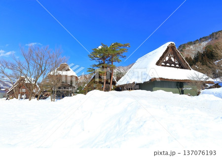 【岐阜県】快晴の白川郷の明善寺の雪景色 137076193