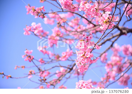 優しいピンクの河津桜 優しいピンクの河津桜 137076280