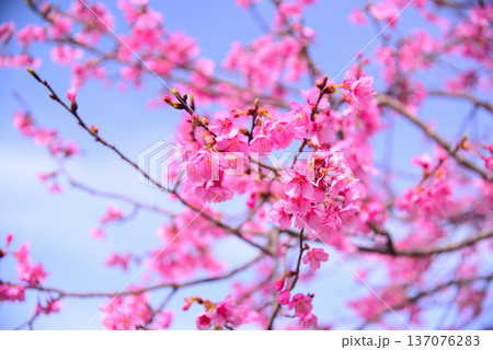 優しいピンクの河津桜 優しいピンクの河津桜 137076283
