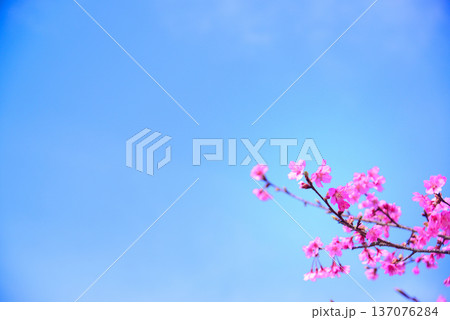 優しいピンクの河津桜 137076284