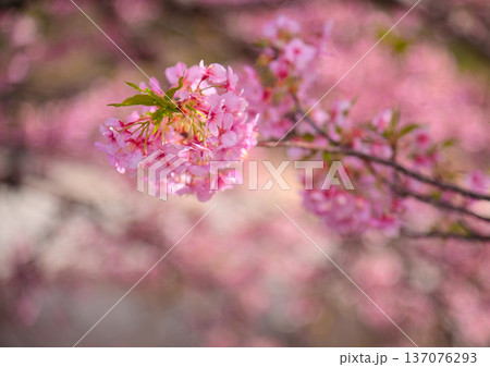 優しいピンクの河津桜 優しいピンクの河津桜 137076293