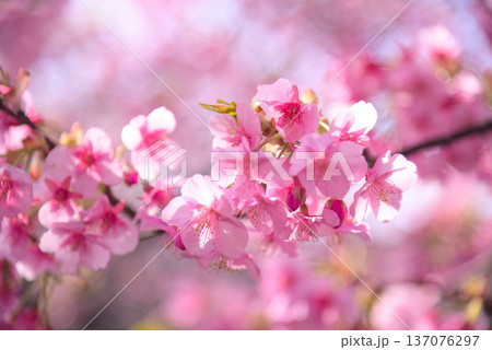 優しいピンクの河津桜 優しいピンクの河津桜 137076297