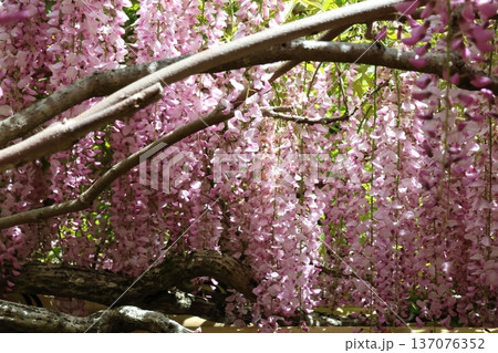 藤の花のある風景 137076352