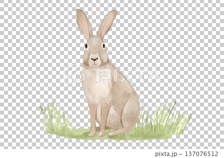 Watercolour cute rabbit on grass. Woodland hand drawn isolated illustration, animal on lawn for cards and posters. 137076512