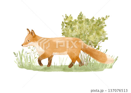 Watercolour walking fox in forest. Nature isolated illustration, woodland animal perfect for nursery posters. Watercolour walking fox in forest. Nature isolated illustration, woodland animal perfect for nursery posters. 137076513