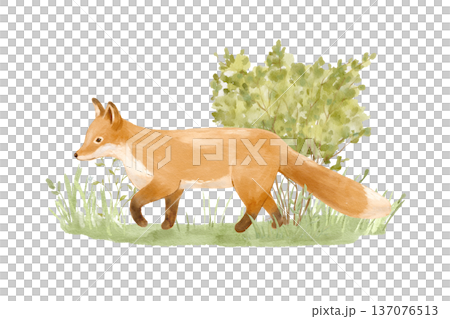 Watercolour walking fox in forest. Nature isolated illustration, woodland animal perfect for nursery posters. Watercolour walking fox in forest. Nature isolated illustration, woodland animal perfect for nursery posters. 137076513