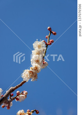 青空に映える梅のアップ画像【水心鏡・枝垂れ系】 137076566