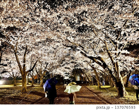 盛岡城の桜《岩手県》 盛岡城の桜《岩手県》 137076593