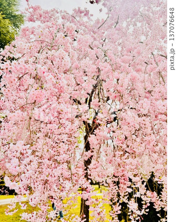 満開のしだれ桜 春爛漫の濃いピンクの花 137076648