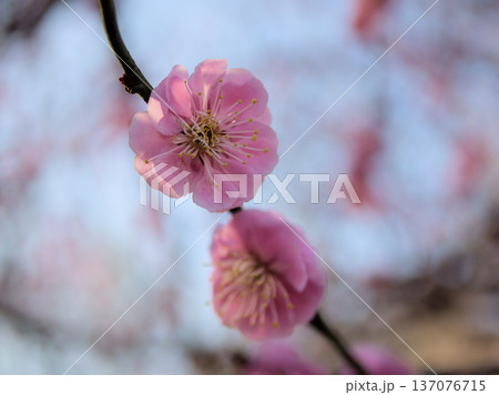 晴れた2月に可愛らしく咲いたピンク色の梅の花「幾夜寝覚(イクヨネザメ)」 晴れた2月に可愛らしく咲いたピンク色の梅の花「幾夜寝覚(イクヨネザメ)」 137076715