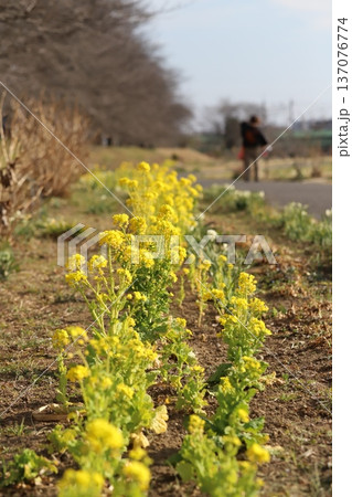 冬の公園に咲く黄色い菜の花 137076774