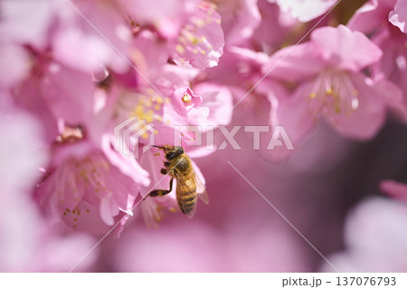河津桜の蜜を吸うミツバチ 河津桜の蜜を吸うミツバチ 137076793