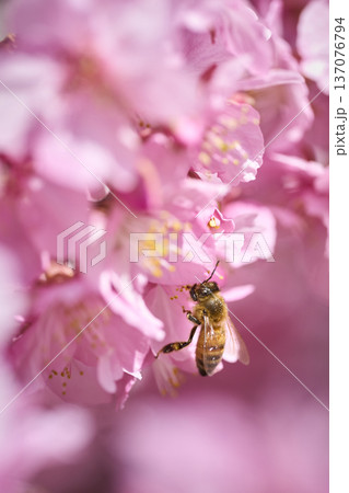 河津桜の花の蜜を集めるミツバチ 137076794