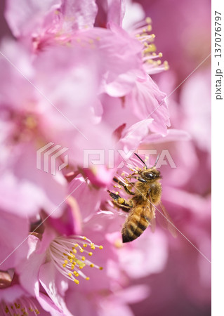 河津桜の花の蜜を集めるミツバチ 137076797