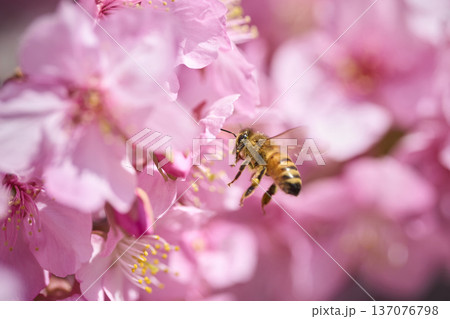 河津桜の花の蜜を集めるミツバチ 河津桜の花の蜜を集めるミツバチ 137076798