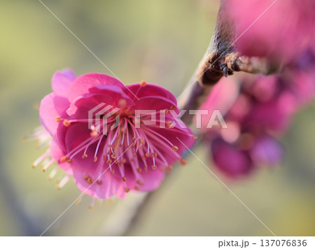 晴れた2月に美しく咲いた紅梅「鹿児島紅(カゴシマベニ)」 晴れた2月に美しく咲いた紅梅「鹿児島紅(カゴシマベニ)」 137076836