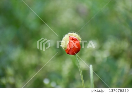 開花目前、ナガミヒナゲシの蕾 137076839