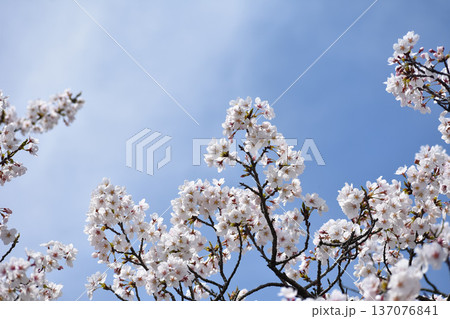 桜の花と青空 桜の花と青空 137076841