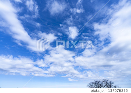 青空と雲と木立 137076856