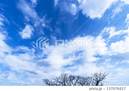 青空と雲と木立 137076857