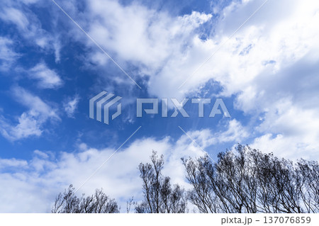 青空と雲と木立 137076859