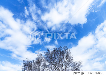 青空と雲と木立 青空と雲と木立 137076860