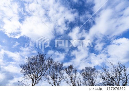 青空と雲と木立 137076862