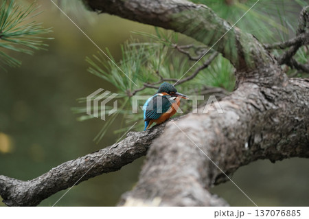 カワセミ　東京23区で見れる野鳥 137076885