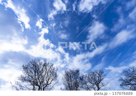 青空と雲と木立 青空と雲と木立 137076889